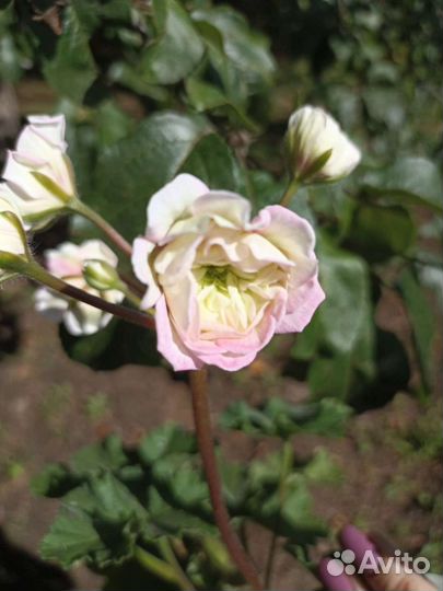 Юв Северная Андромеда