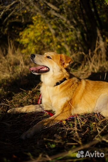 Собака Рыжуля