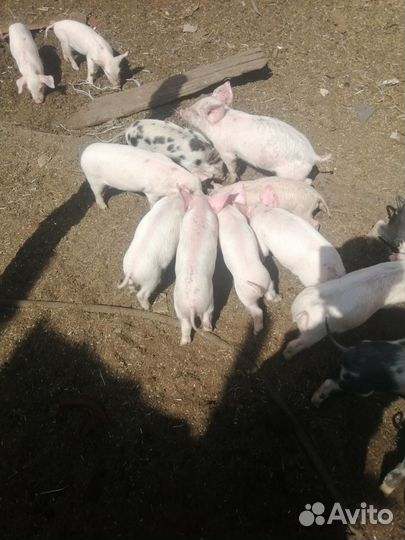 Поросята