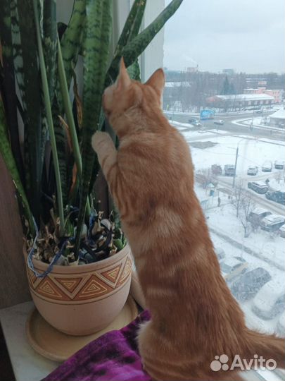 Весёлый и неугомонный рыжик