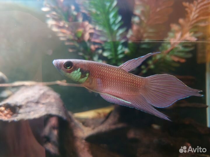 Betta sp.