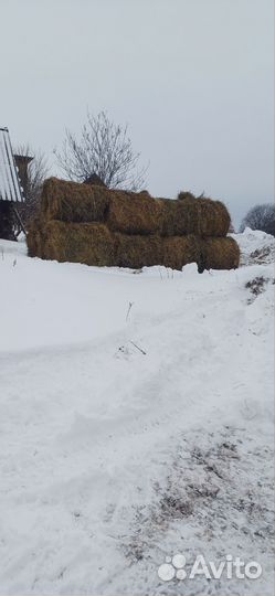 Продам сено в рулонах