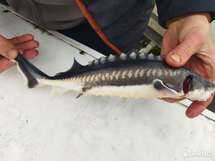 Царская рыба малек