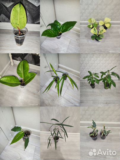Сортовые фикусы