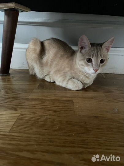 Котята в добрые руки бесплатно