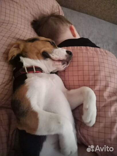 Бигль в добрые руки