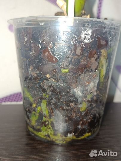 Фаленопсис Splash Gordon. Отцвёл