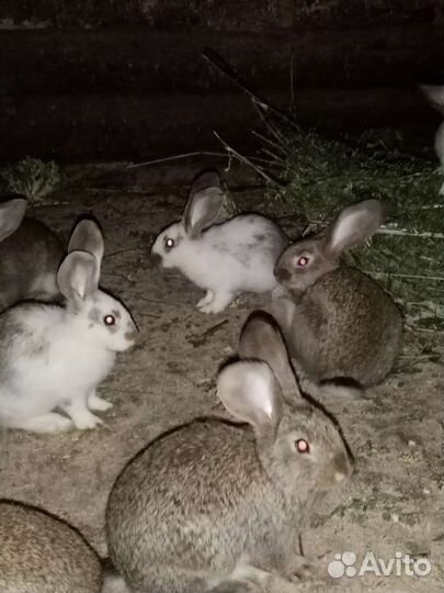 Кролики и крольчата