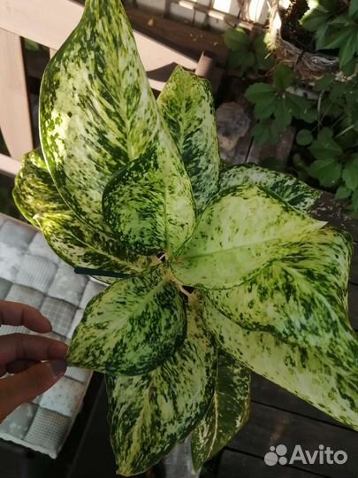 Аглаонема Phet samsee Diamond