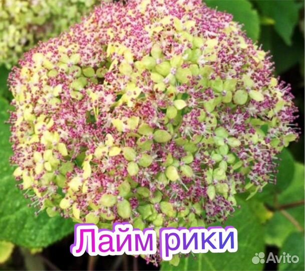 Гортензия Белла Анна