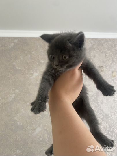 Британская кошка