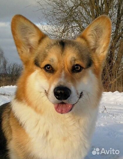 Вельш Корги Пемброк Кобель для вязки