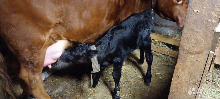 Корова дойная с теленком