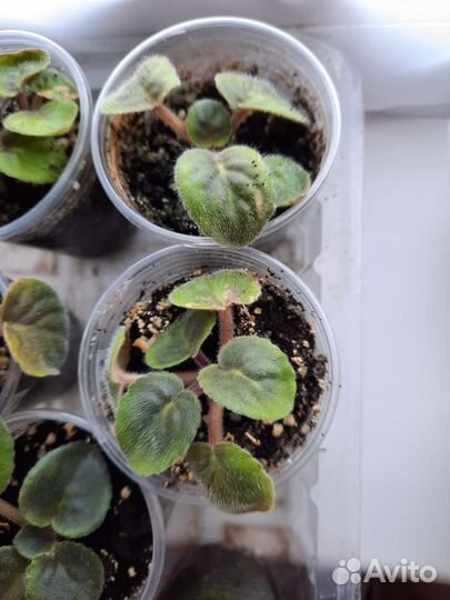 Фиалки (детки )