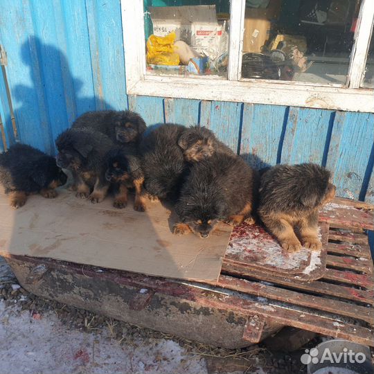 Тибетский мастиф щенки