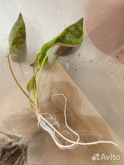 Аквариумные растения