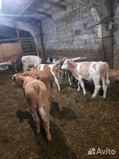 Бычки и быки