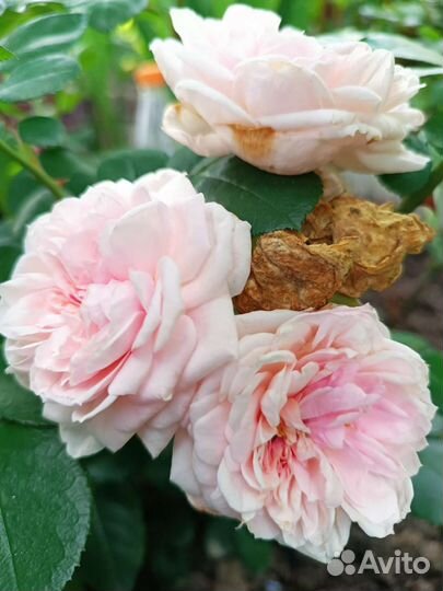 Роза чайно-гибридная бледно-розовая