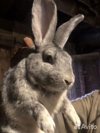 Крол фландер