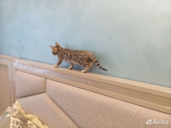 Бенгальские котята