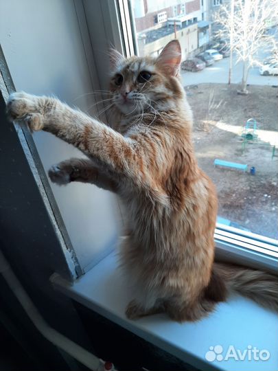 Кошка