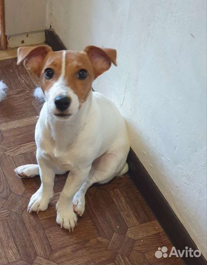 Джек рассел терьер