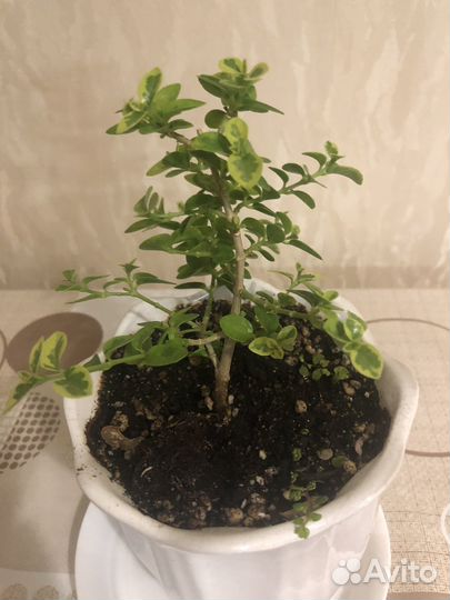 Премна вариегатная азиатская