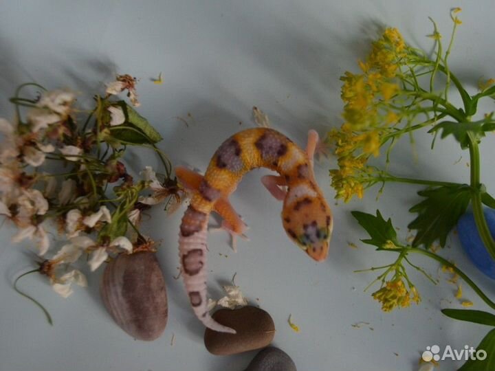 Малыши эублефара