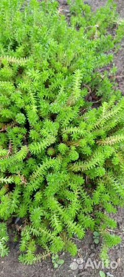 Почвопокровник