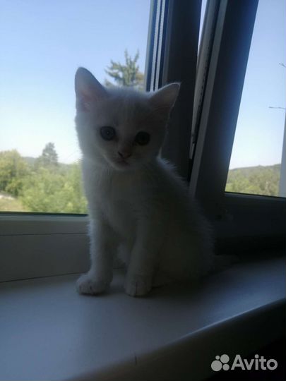Котёнок бесплатно