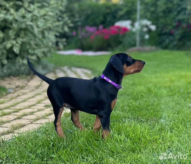 Немецкий пинчер