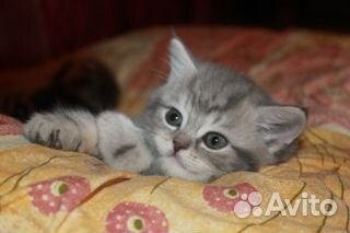 Котята-метисы