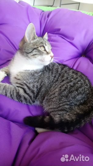 Мартовский сын дикого кота