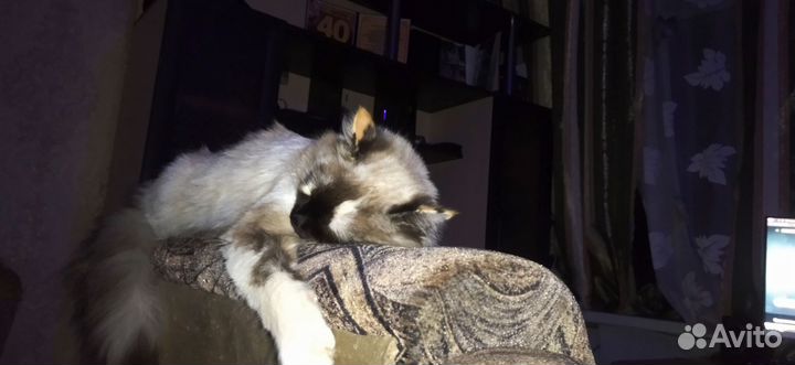 Случка кошки