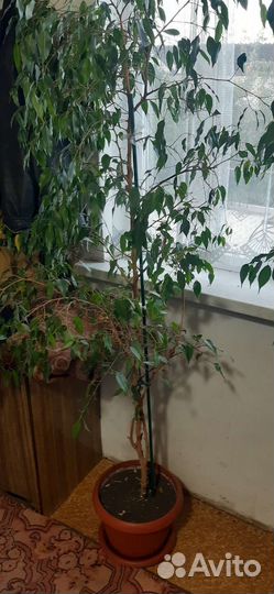 Фикус бенджамина большой