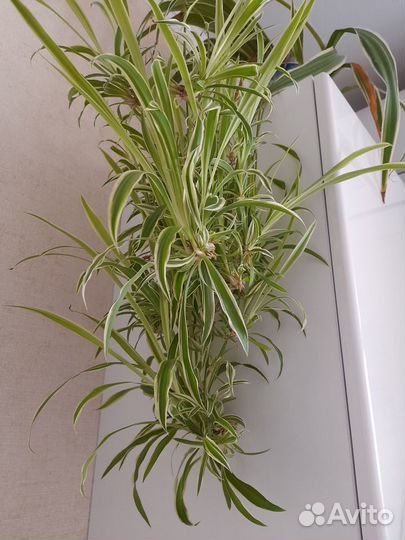 Комнатные растения цветы