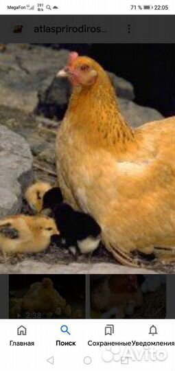 Куры квочки