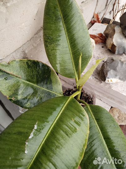 Домашние цветы