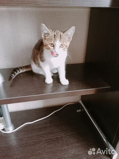 Кошечка в добрые руки