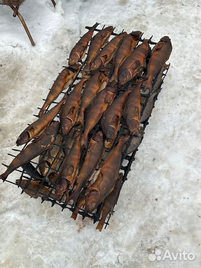 Рыба горячего копчения
