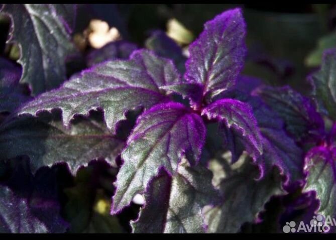 Генура Синяя птица