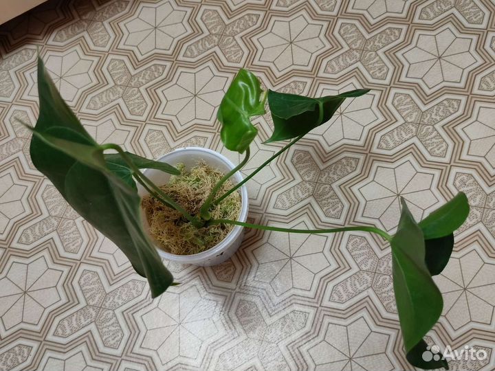 Антуриум юта