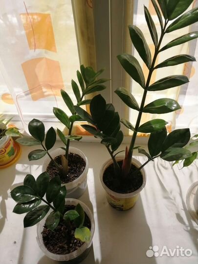 Комнатные цветы