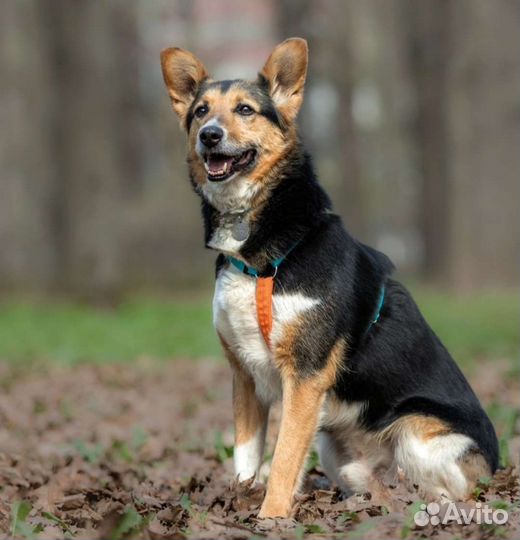 Собака с шикарными ушами в добрые руки