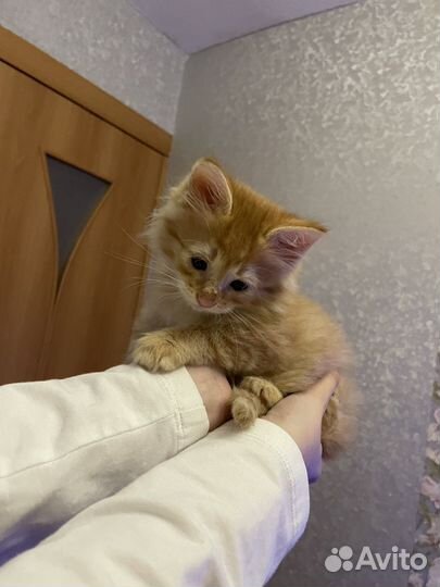 В добрые руки