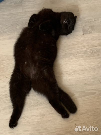 Шотландцец вислоухий