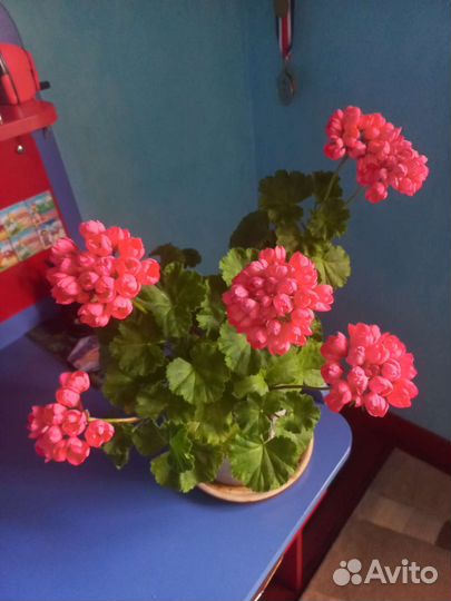 Пеларгония тюльпановидная 