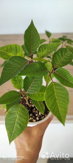 Пуансеттия Рождественская звезда