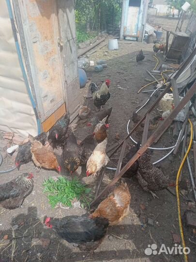 Петухи молодые