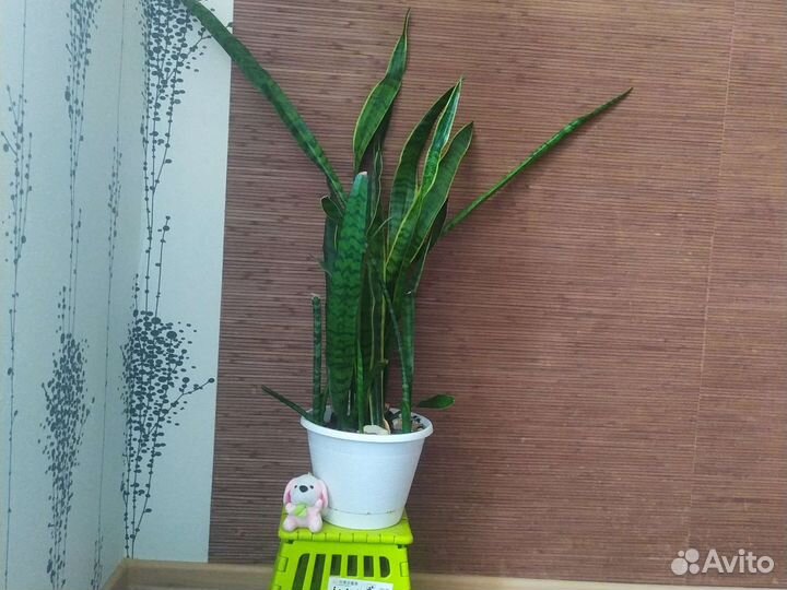 Продам домашние цветы